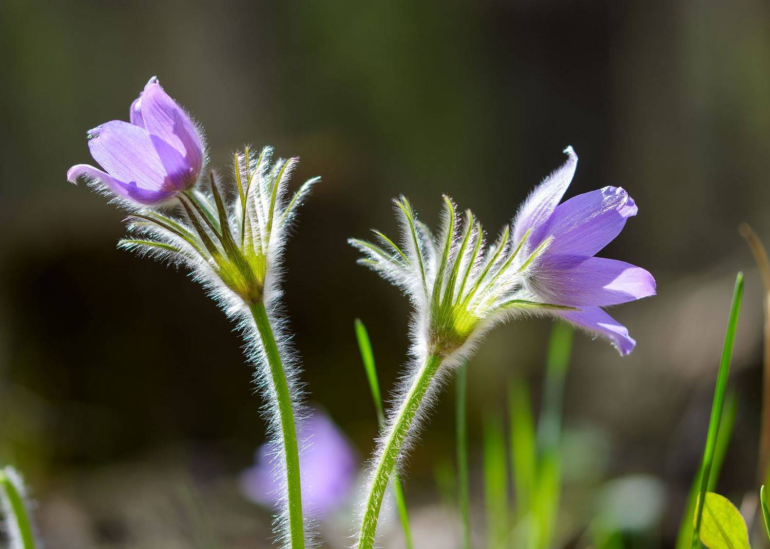 сон-трава, прострел, pulsatilla mill., цветы, весна, май, лес, Павел Черенков