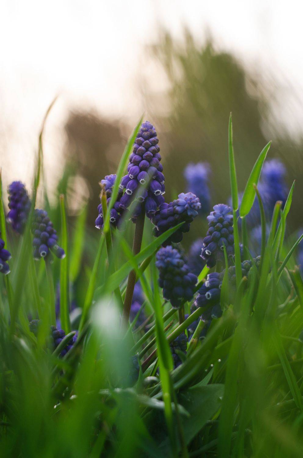 мускари, весенние цветы, цветы, растения, Shadow Anna