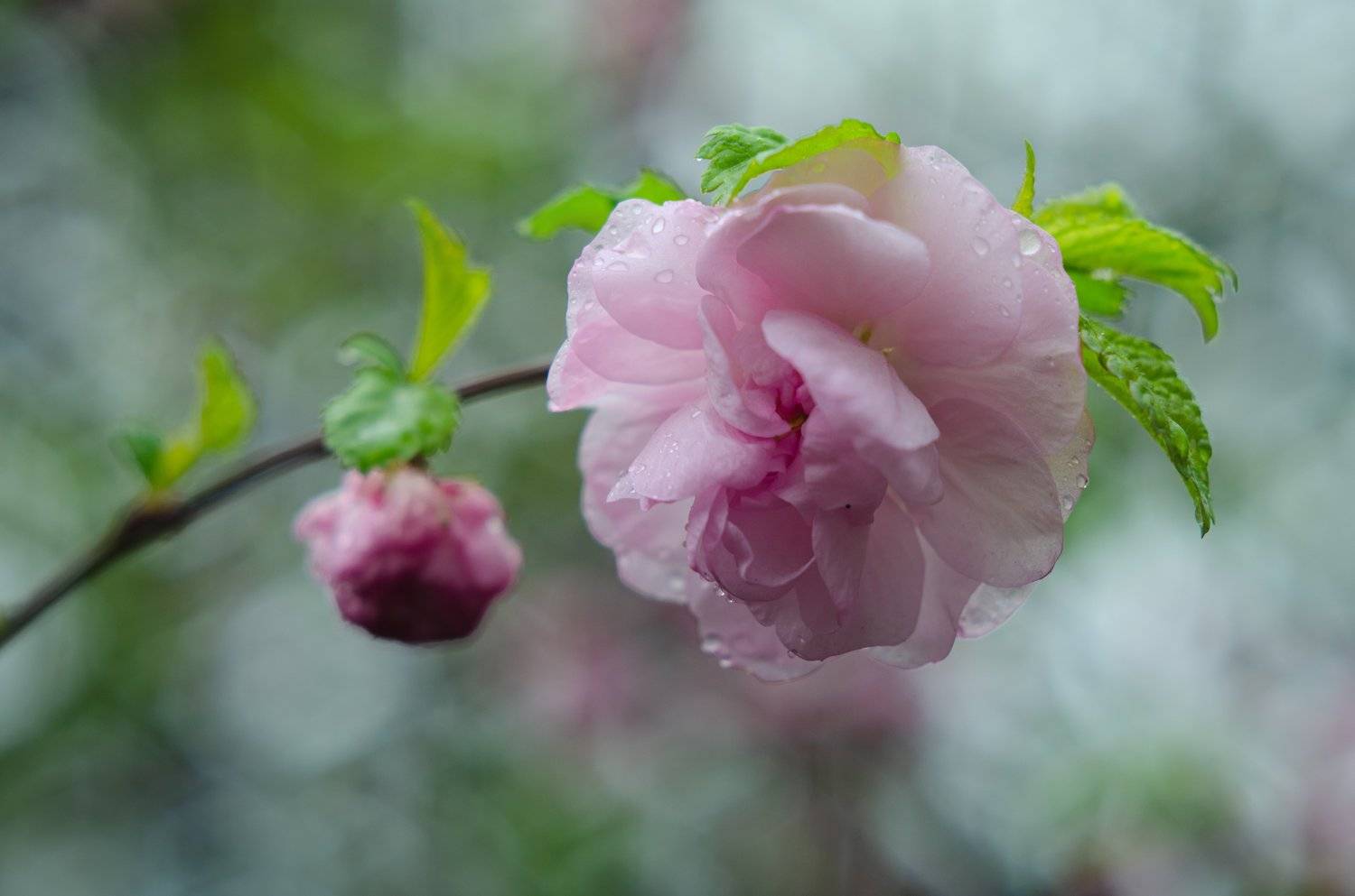 миндаль,цветы миндаля, миндаль цветет, розовый цветок, цветущий куст, Shadow Anna
