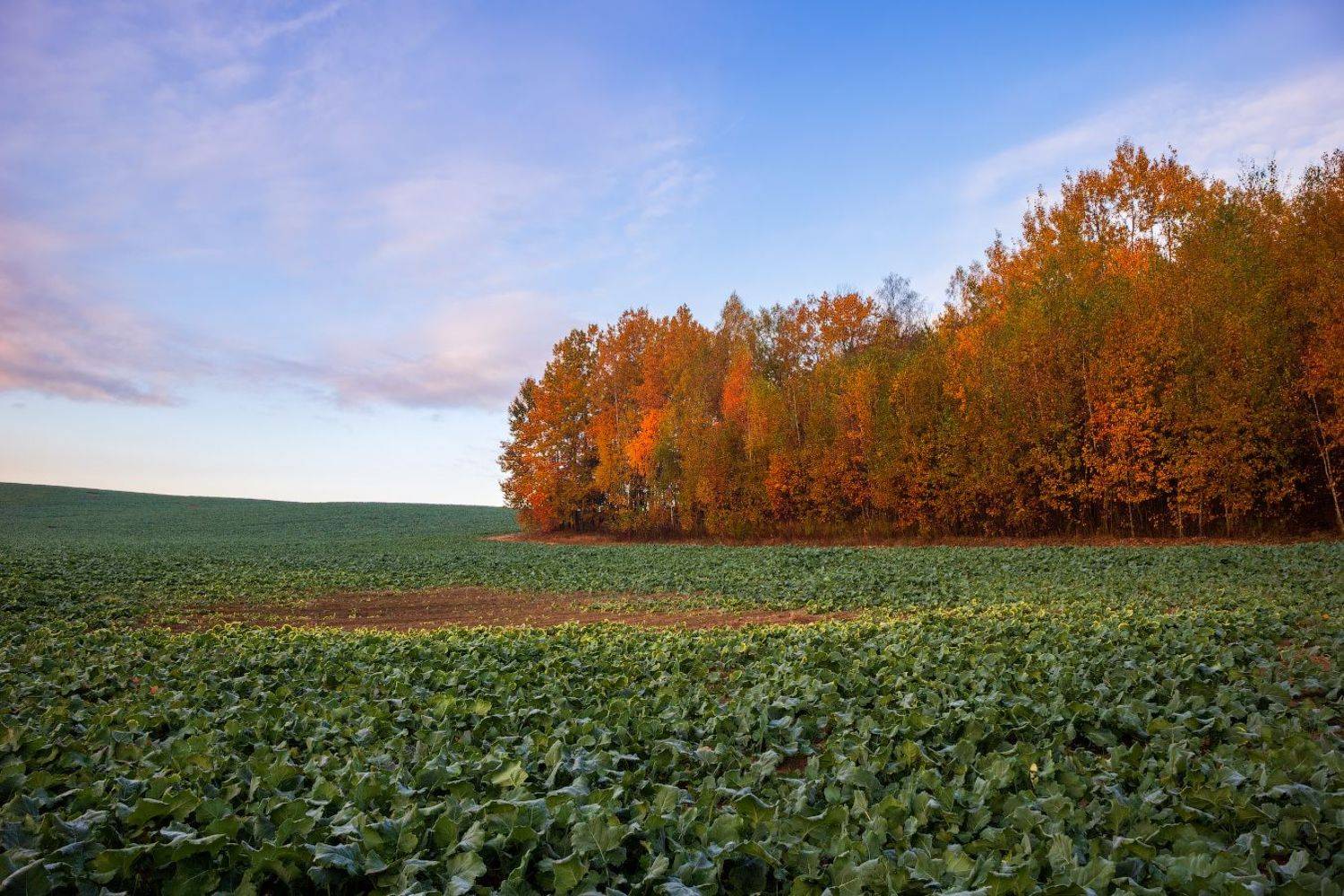 утро, осень, поле, небо, деревья,, Сергей Шабуневич