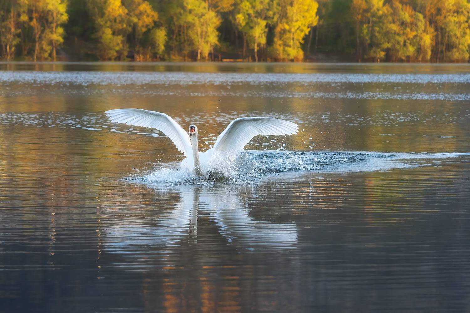 , Алиева Татьяна