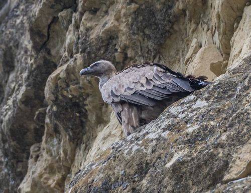 Сипы Аликоновского ущелья