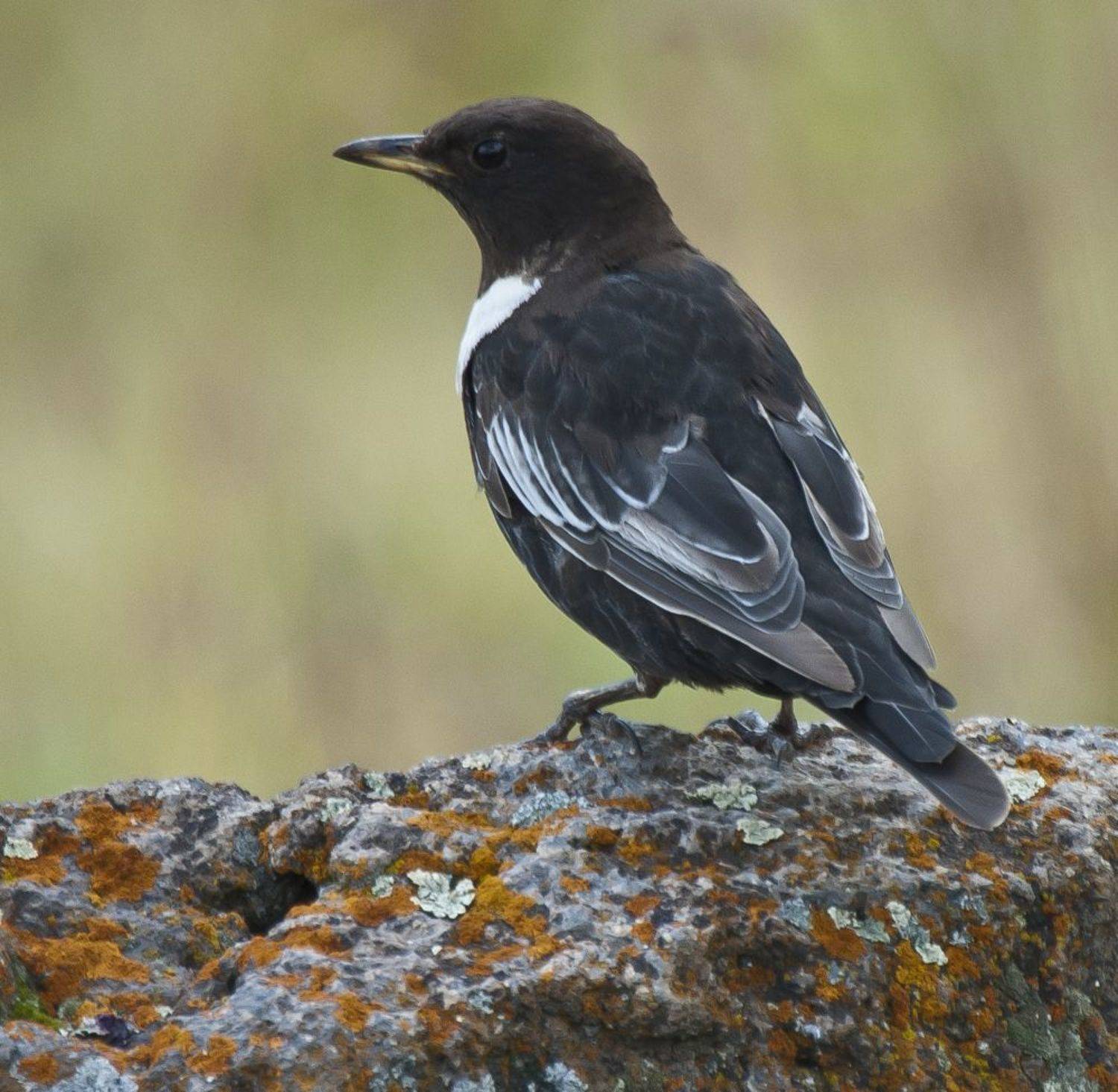северное приэльбрусье. птицы, белозобый дрозд, Савчук Сергей