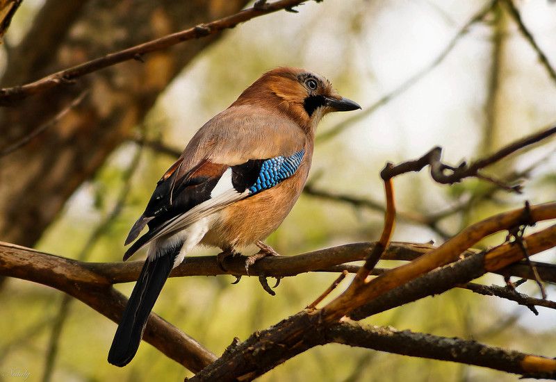 Сойка фото превью