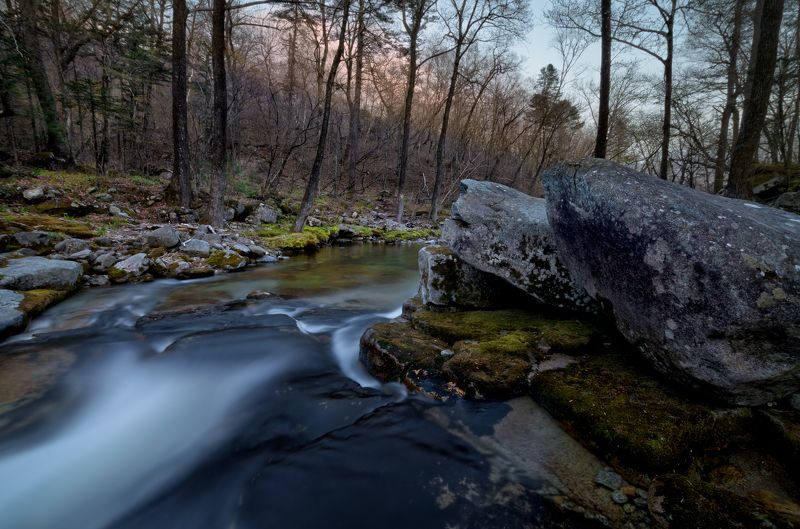 Волчья голова фото превью