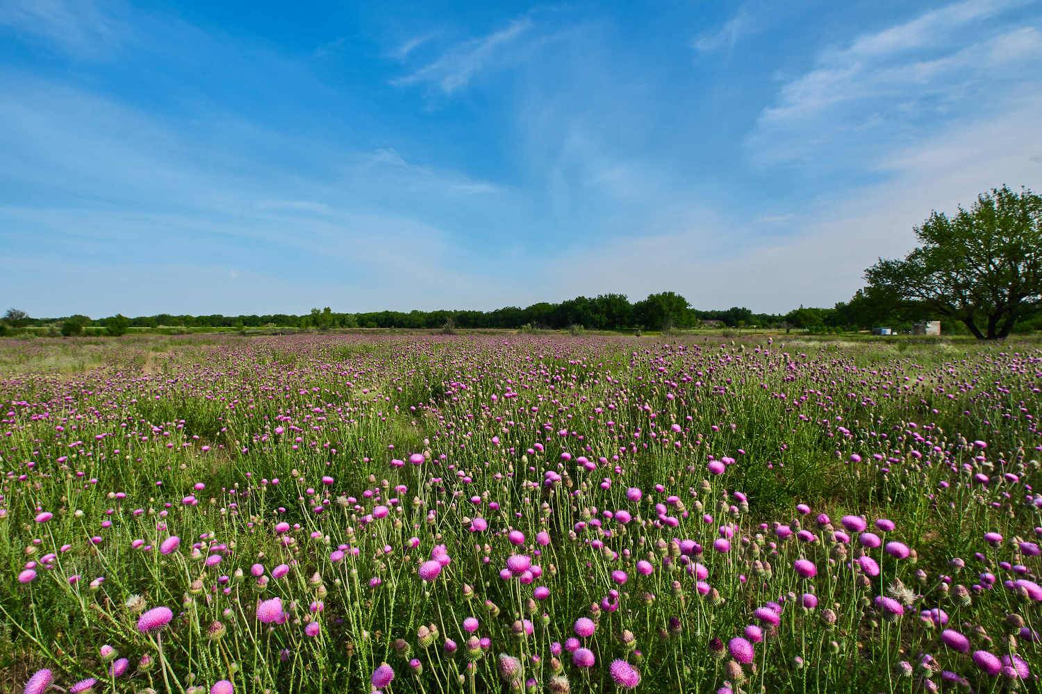 volgograd, russia, wildlife, , Сторчилов Павел