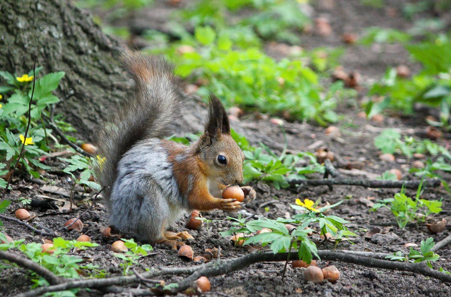 белка, КарОл
