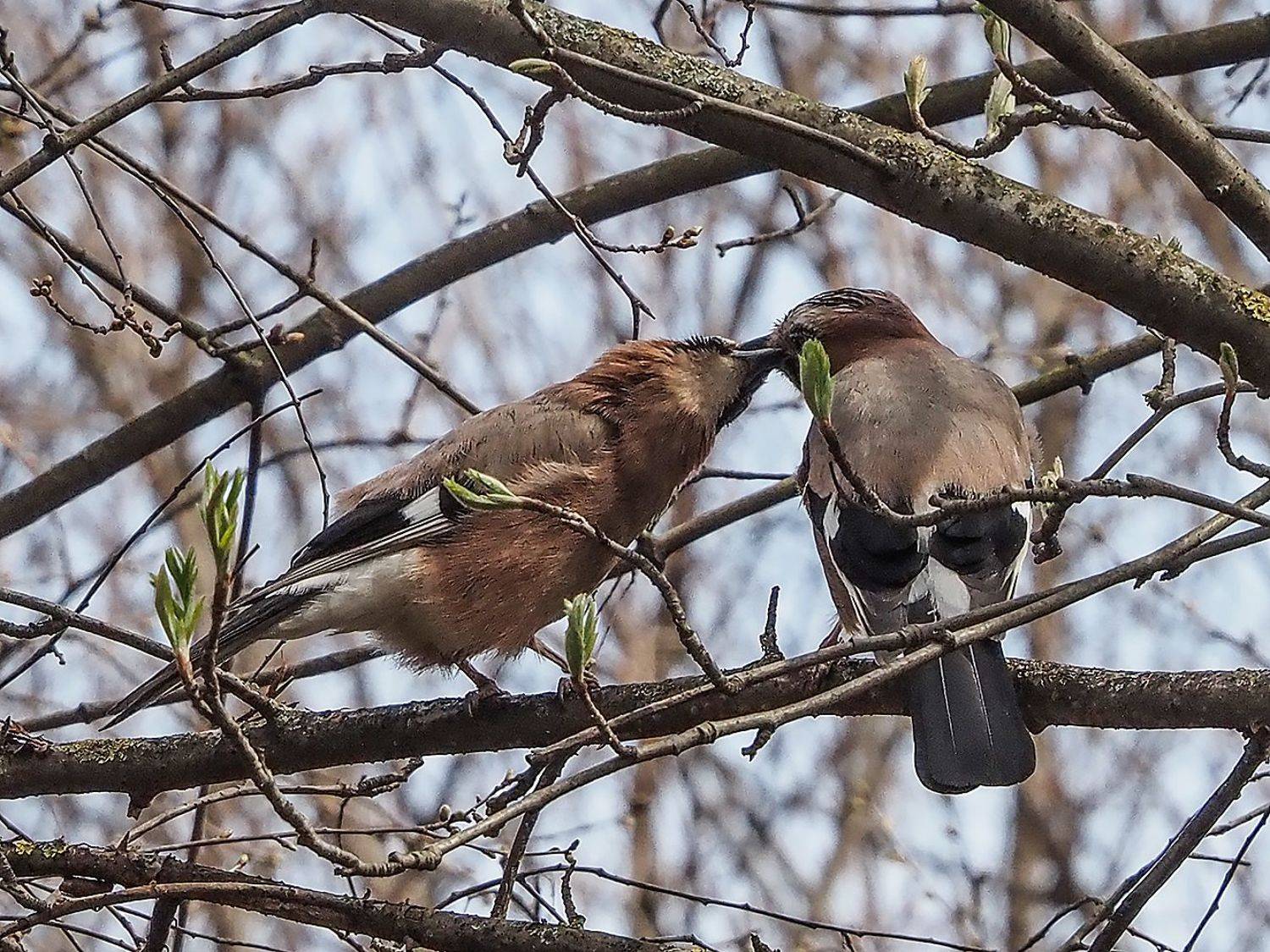 , Духанин Сергей