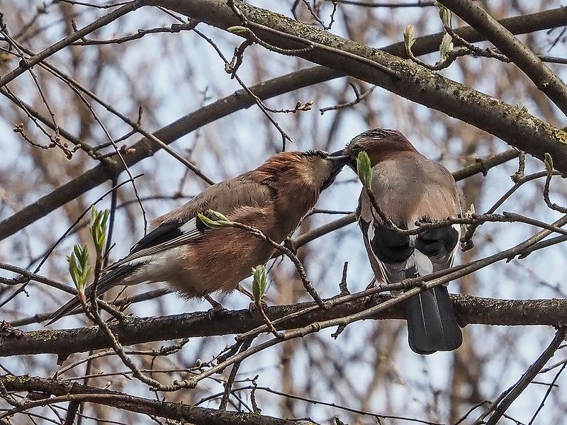 весенний поцелуй фото превью