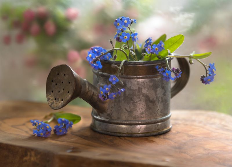 натюрморт,незабудки,лейка,декор,весна,макро,цветы,флора,листья,яблоня,лепестки, Не забуду никогда... фото превью