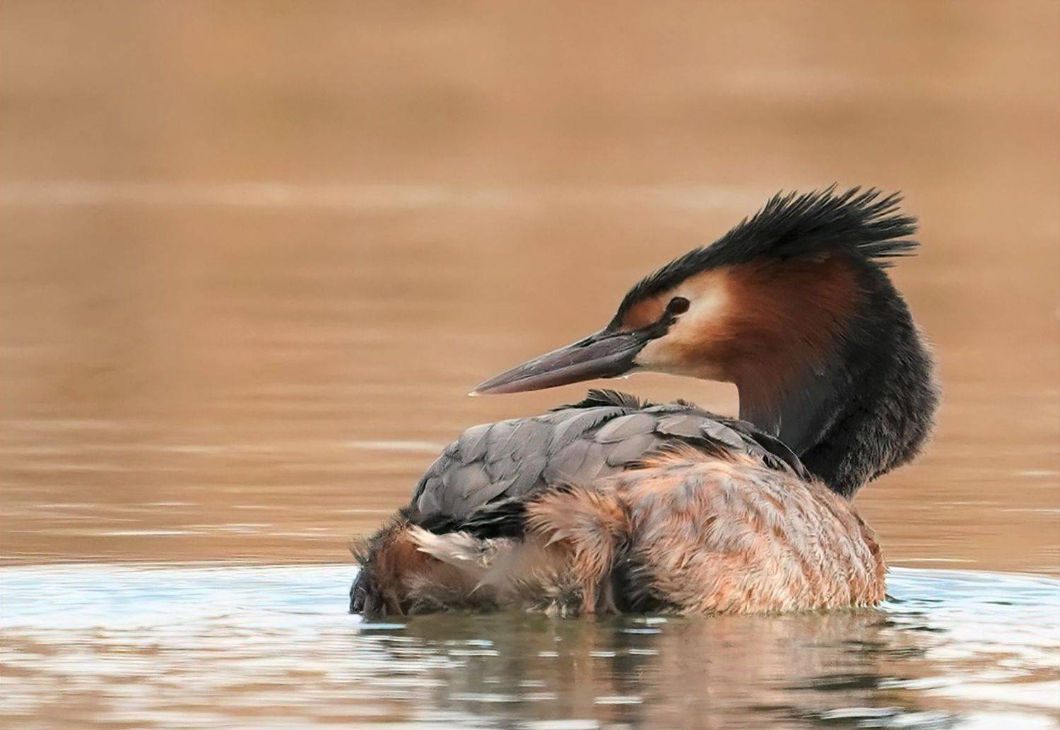 , Красимир Георгиев