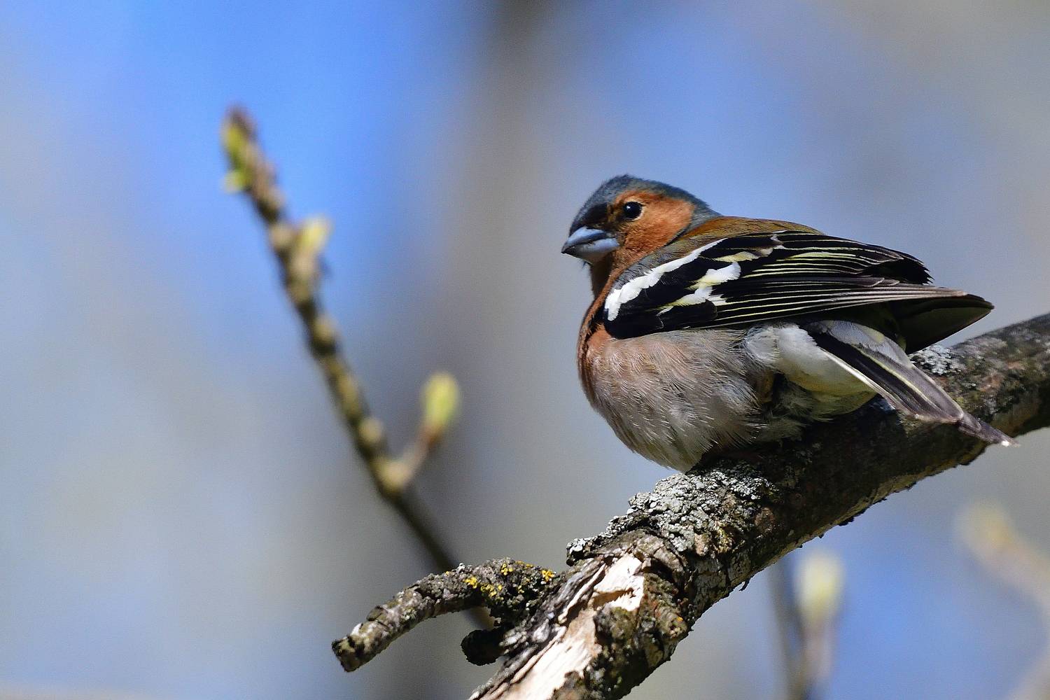 , Корнейчук Игорь