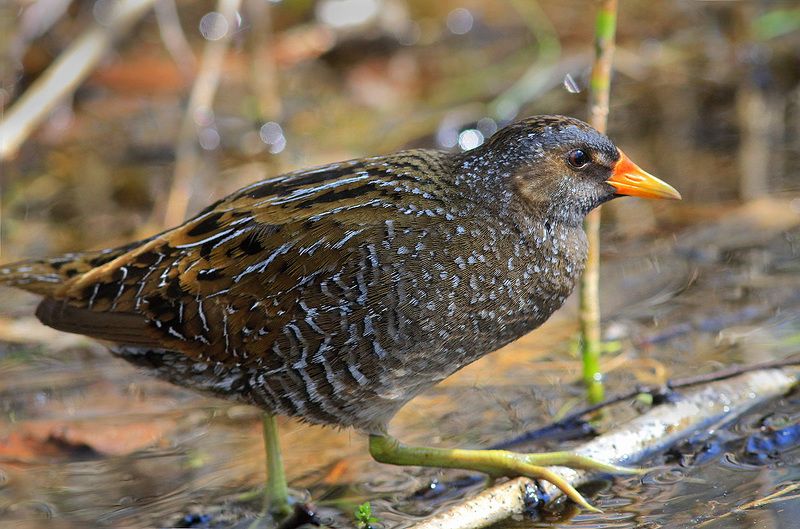 Погоныш фото превью
