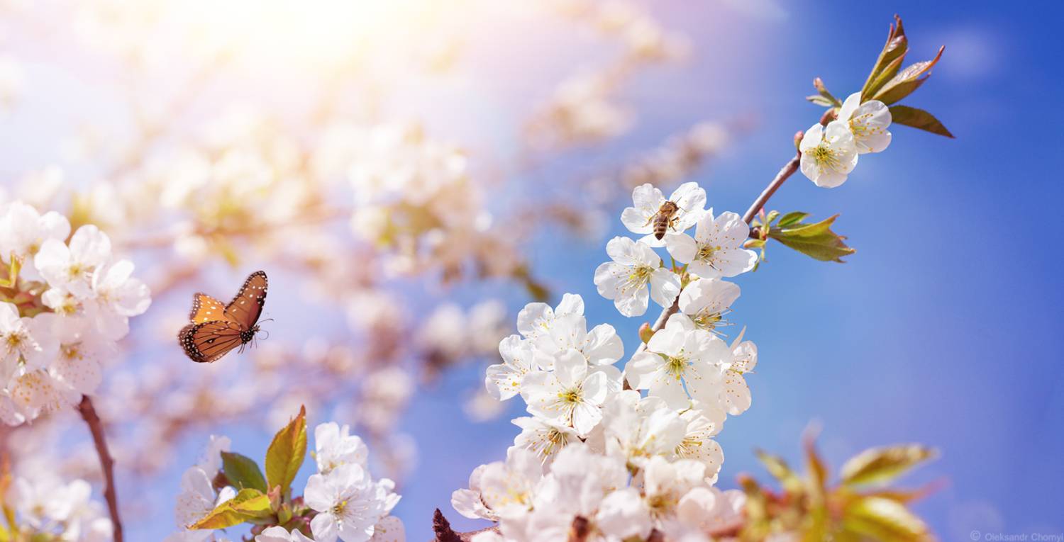 весна, апрель, свежесть, чистота, цветущие ветви, вдохновение, бабочка, красота природы, коростышев, украина,, Чорный Александр