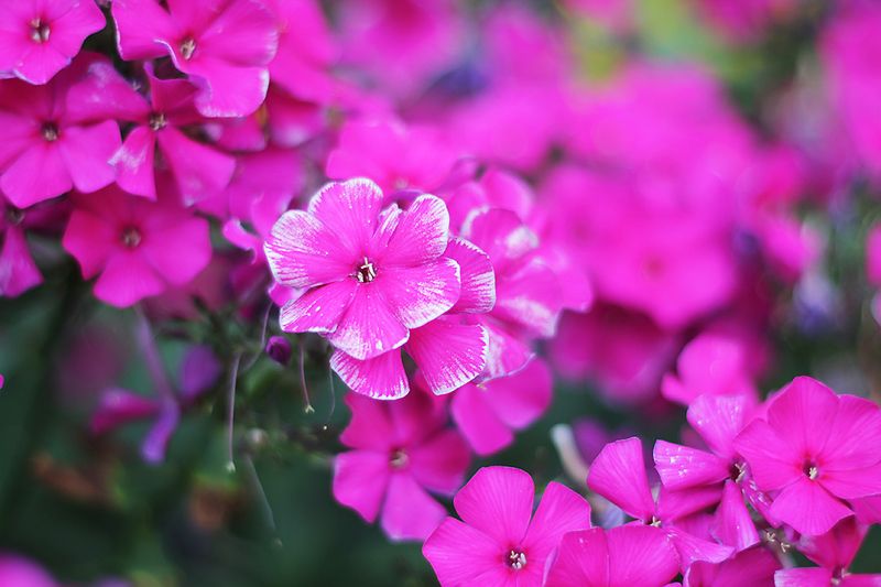 цветы, флоксы, лето флоксы фото превью