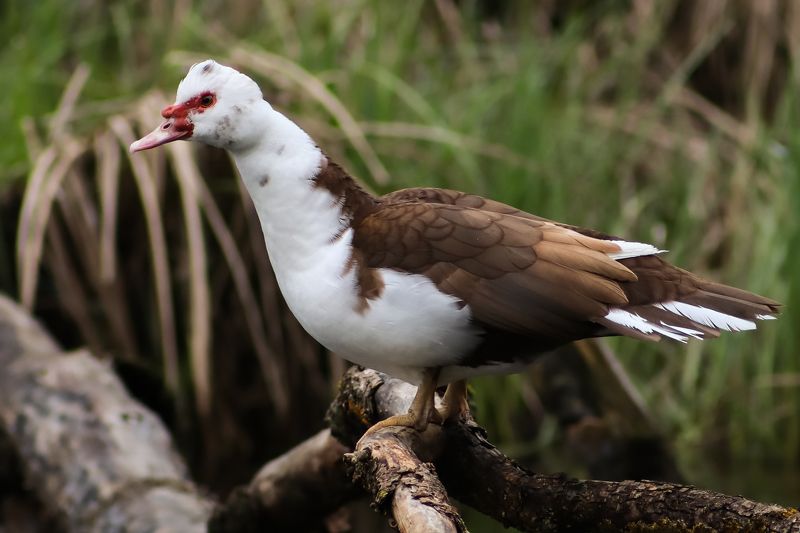 Мускусная утка фото превью