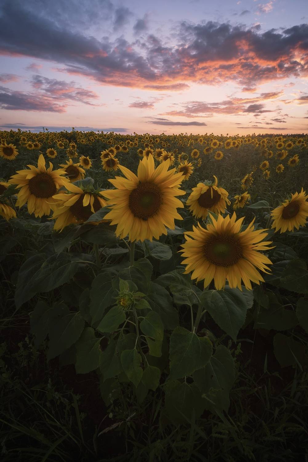 , Захаров Дмитрий