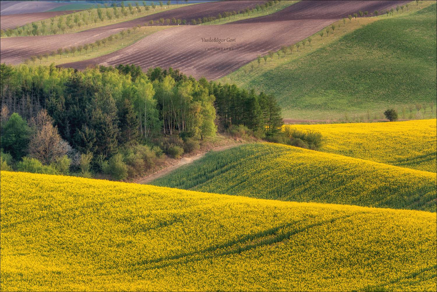 южная моравия,пейзаж,hils,линии,south moravian,lines,свет,czech,весна,чехия,рапс,landscapes., Гори Василий