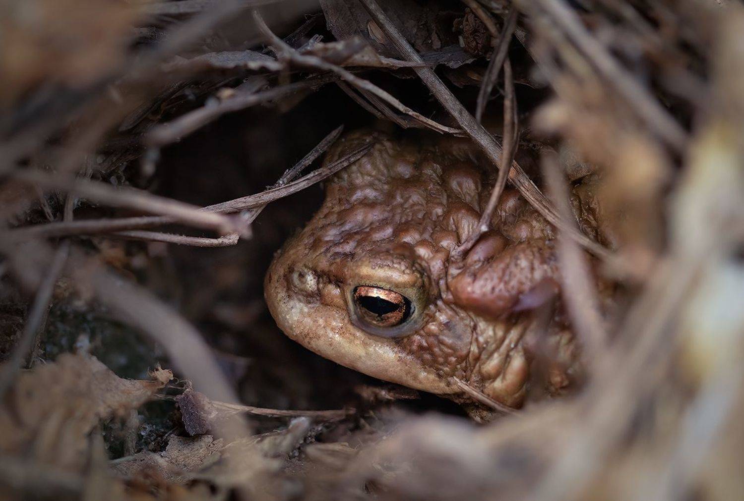 жаба серая, жаба, весна 2023, лес, макрофотография, макро, macro, frog, Хилько Марина