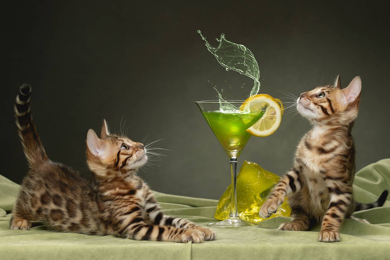 , Светлана Писарева