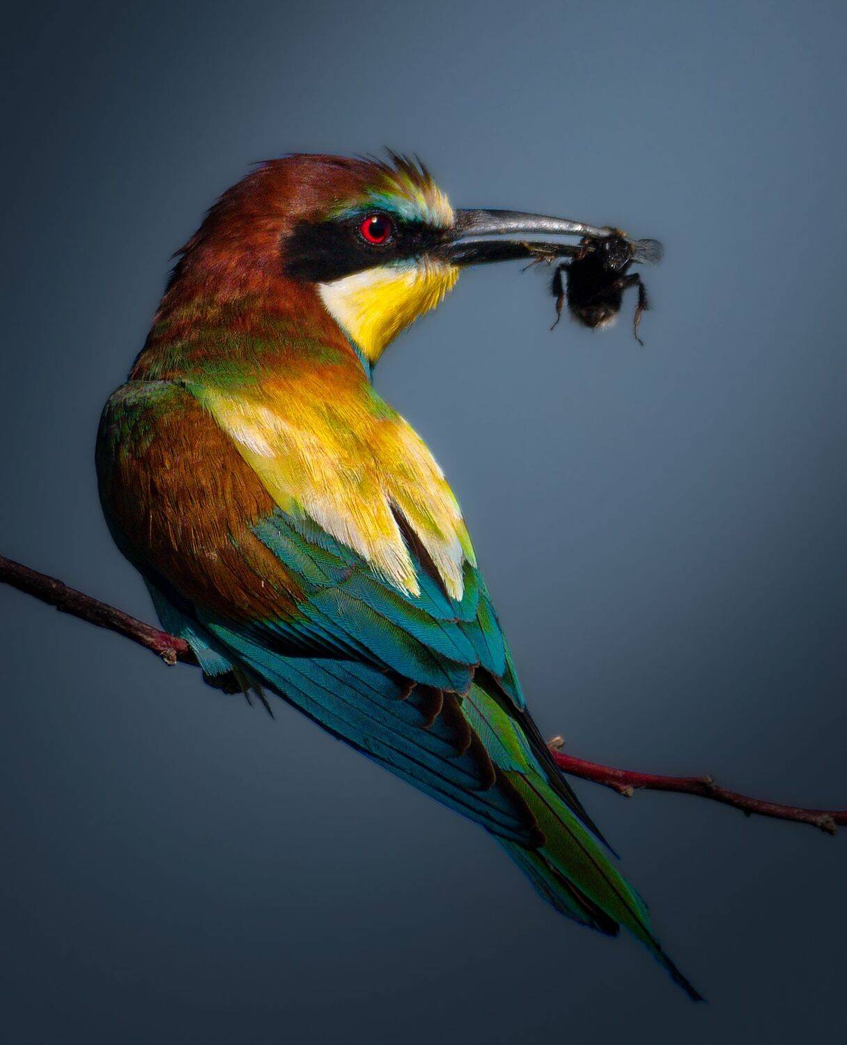 Птицы России, фото охота, щурка, золотистая щурка, орнитология, nikon, birdwatching, Никон Александр