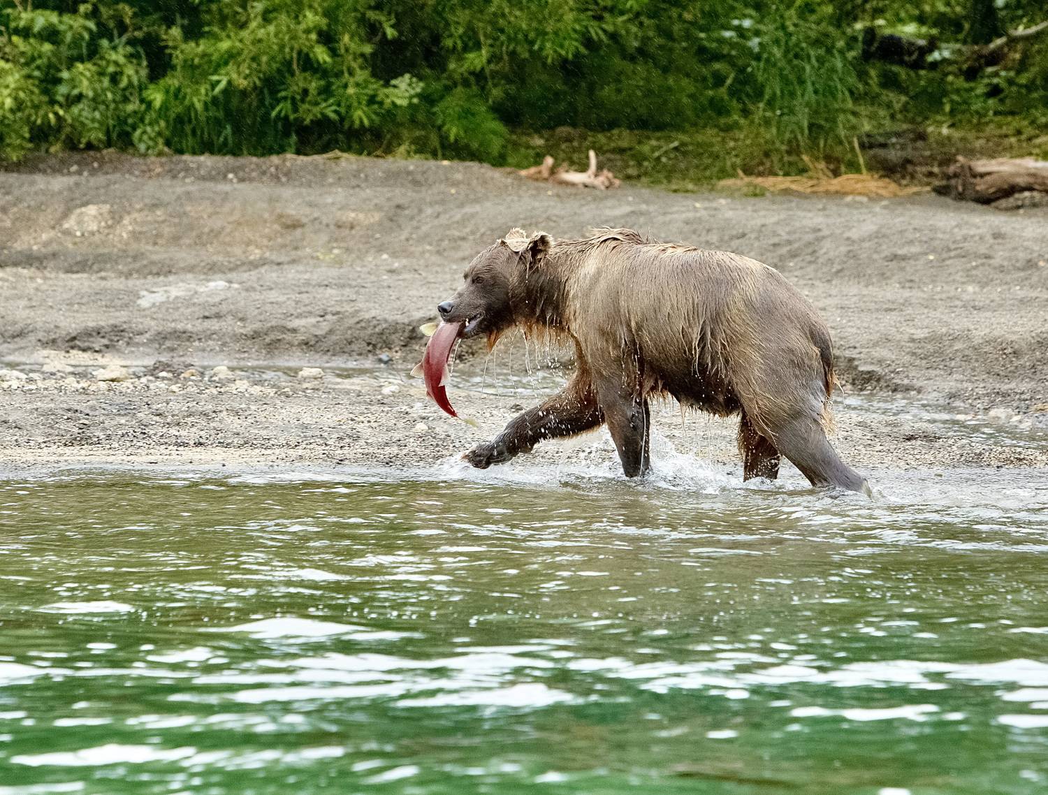 медведь, камчатка, курильское озеро, bear, kamchatka, kurilskoe lake, Алексей Романов