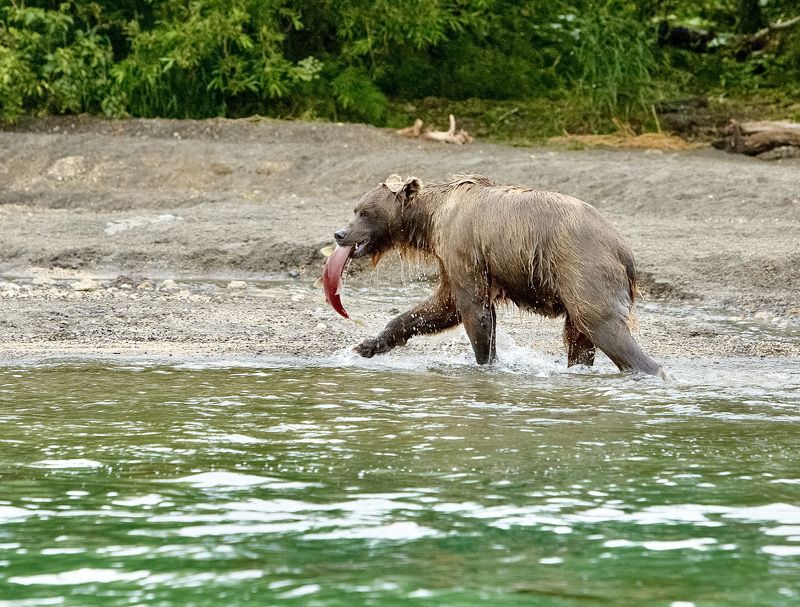 медведь, камчатка, курильское озеро, bear, kamchatka, kurilskoe lake Удачно нырнул фото превью