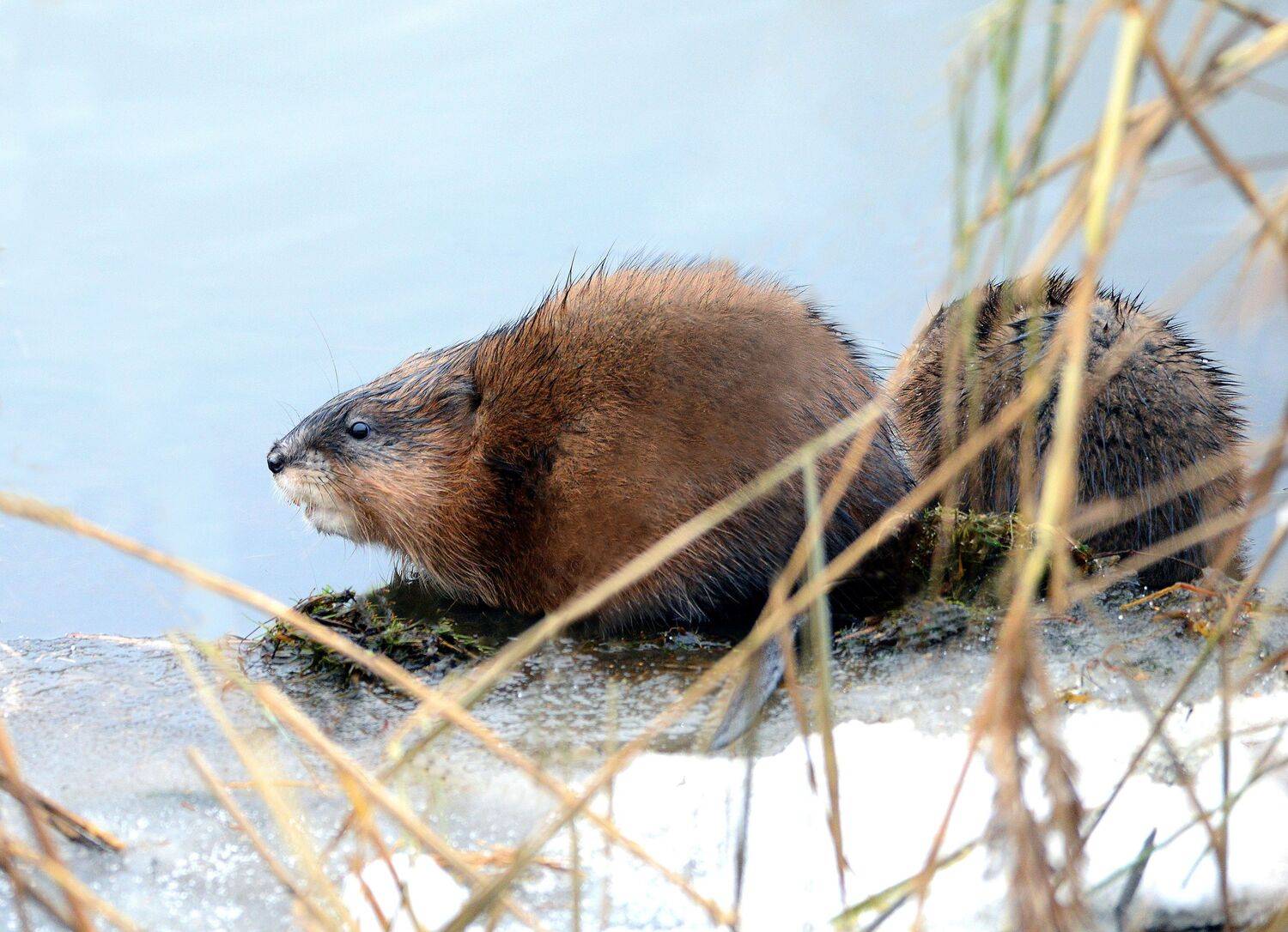 , Белоусов Михаил