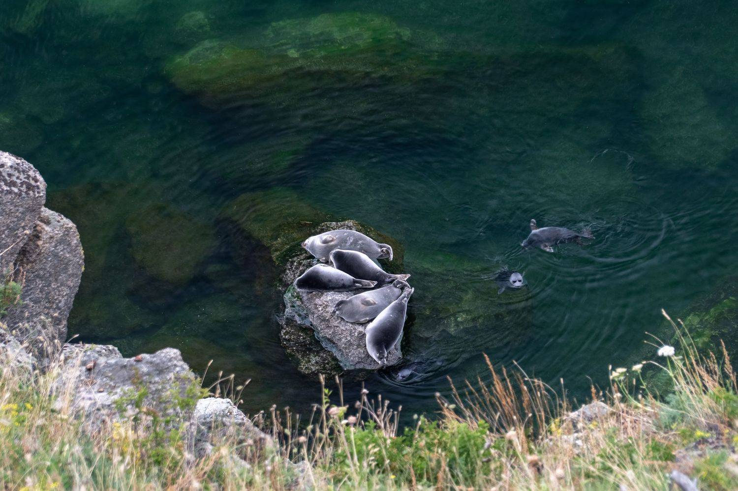 байкал, нерпы, Тильпунов Михаил