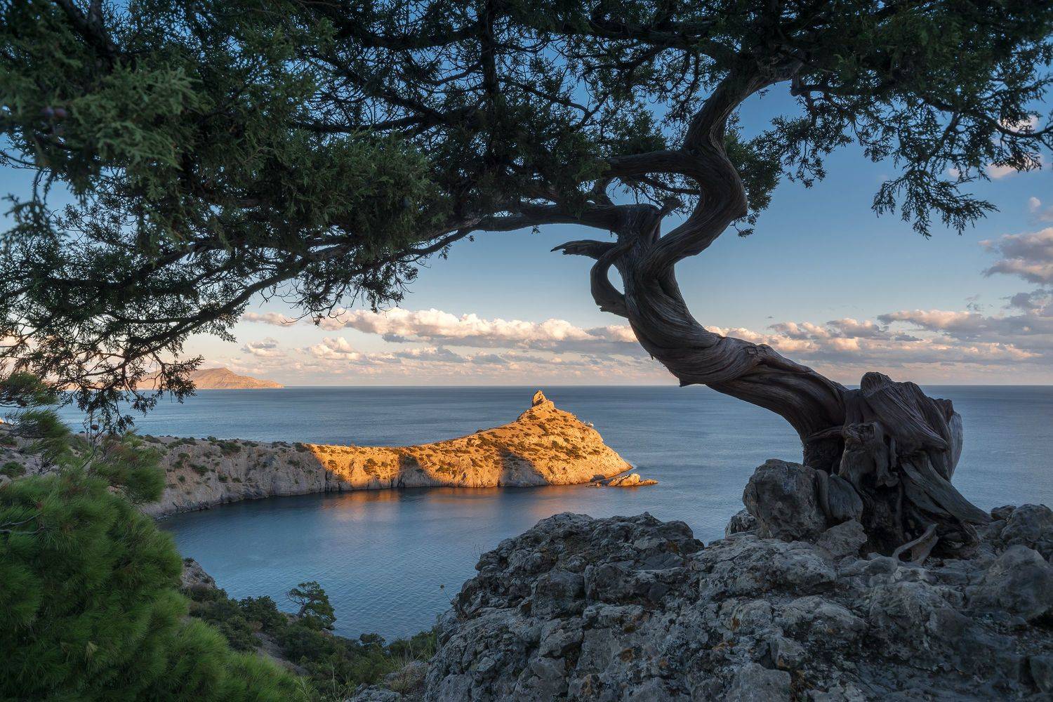 крым, новый свет, можжевельник, капчик, Тильпунов Михаил