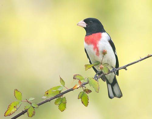 Rose-breasted Grosbeak, male - Красногрудый дубоносовый кардинал