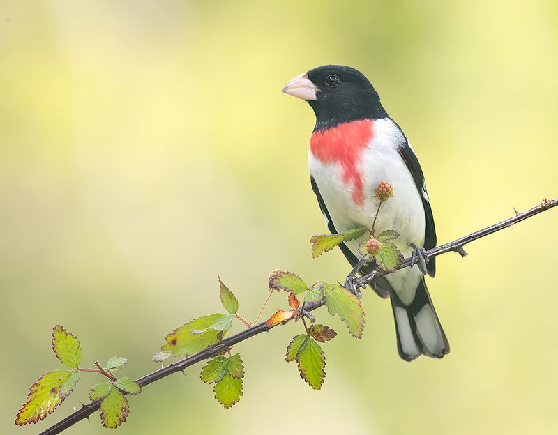 rose-breasted grosbeak, grosbeak, весна, cardinal, кардинал, весна Rose-breasted Grosbeak, male - Красногрудый дубоносовый кардинал фото превью