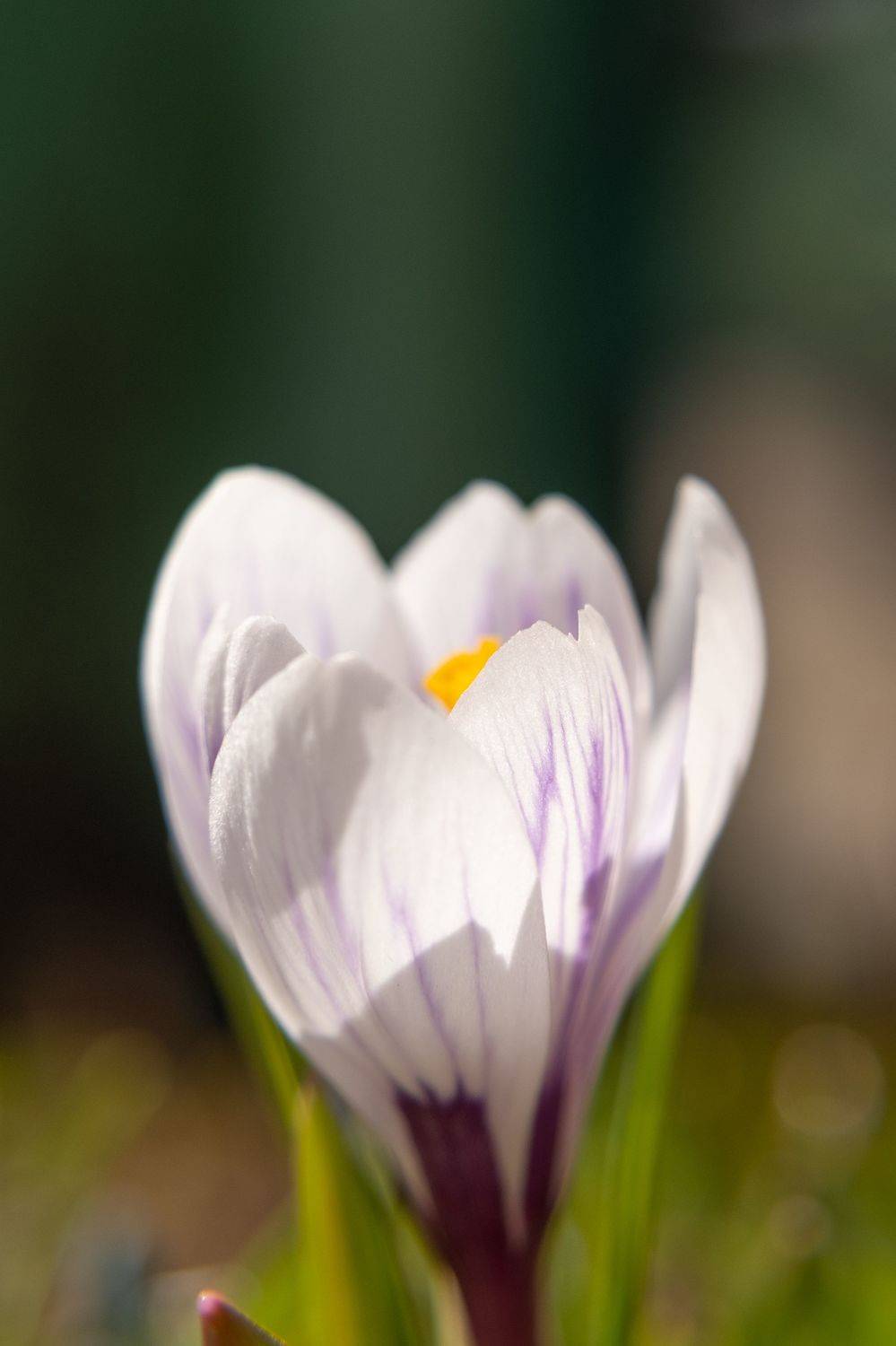 Цветы крокусы весна, Наталья Королева