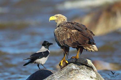 Добытчик и халявщик.