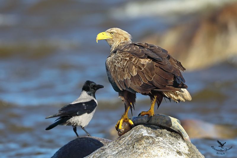 орлан белохвост. Добытчик и халявщик. фото превью