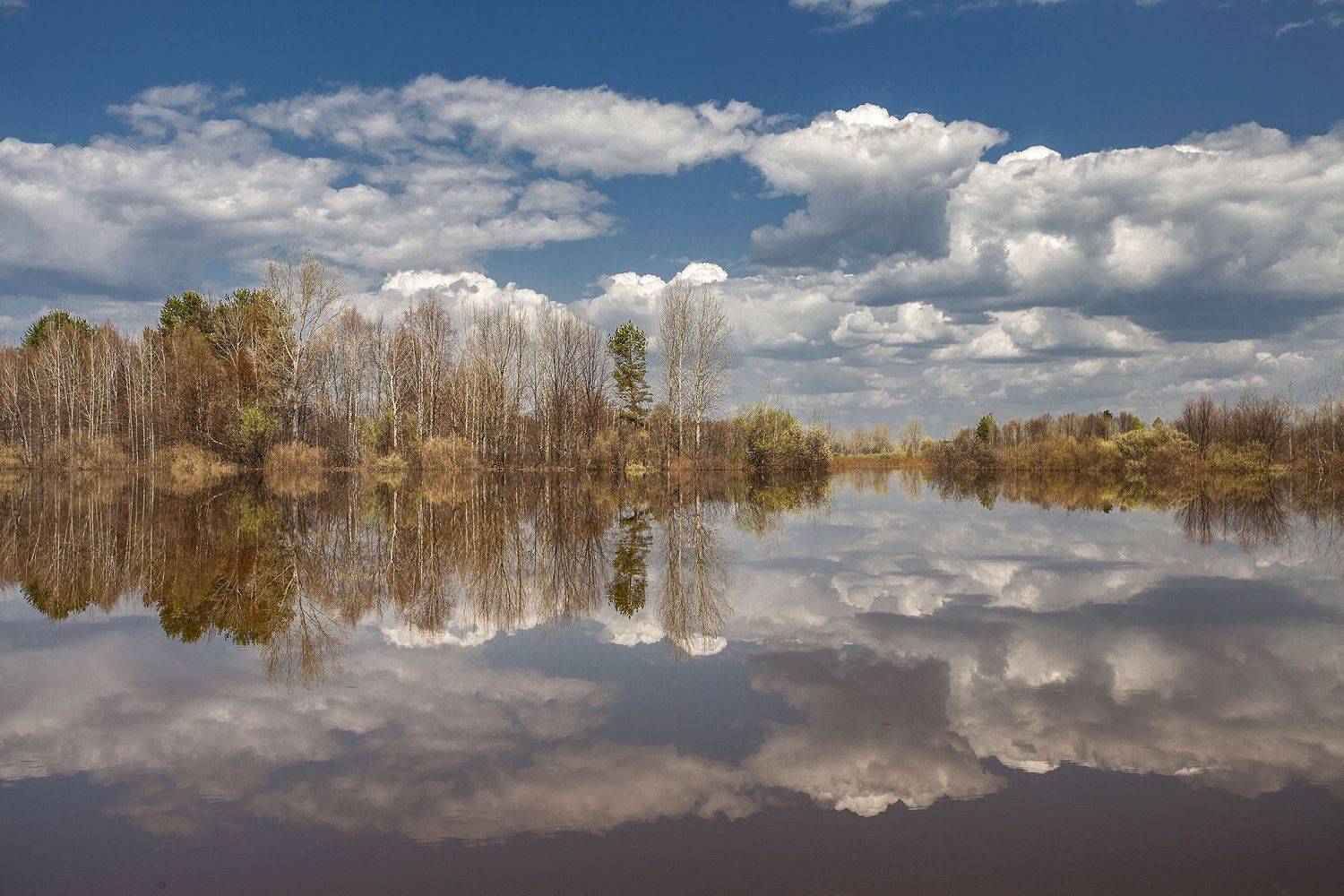 весна, река, половодье,деревья, Широких Александр
