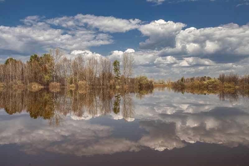 весна, река, половодье,деревья Половодье на Вятке фото превью