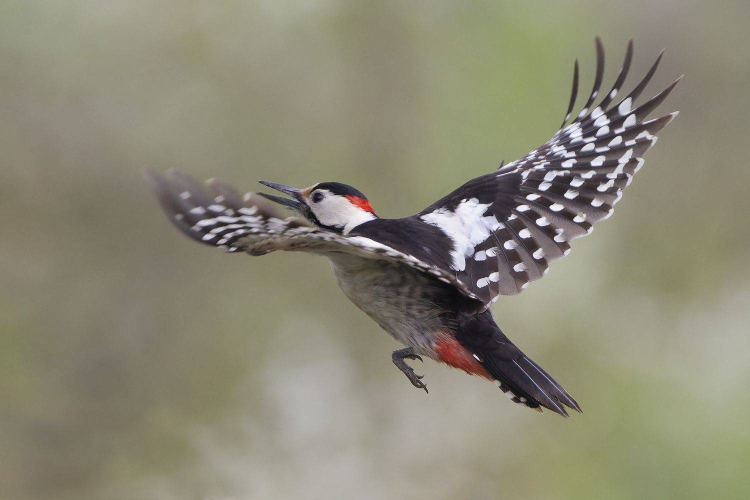 , Евгени Стефанов