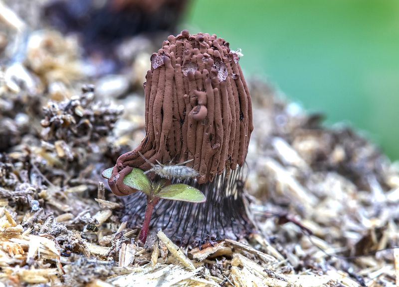 миксомицеты, стемонитис, коллембола, росток, stemonitis fusca Стемонитис и коллембола фото превью