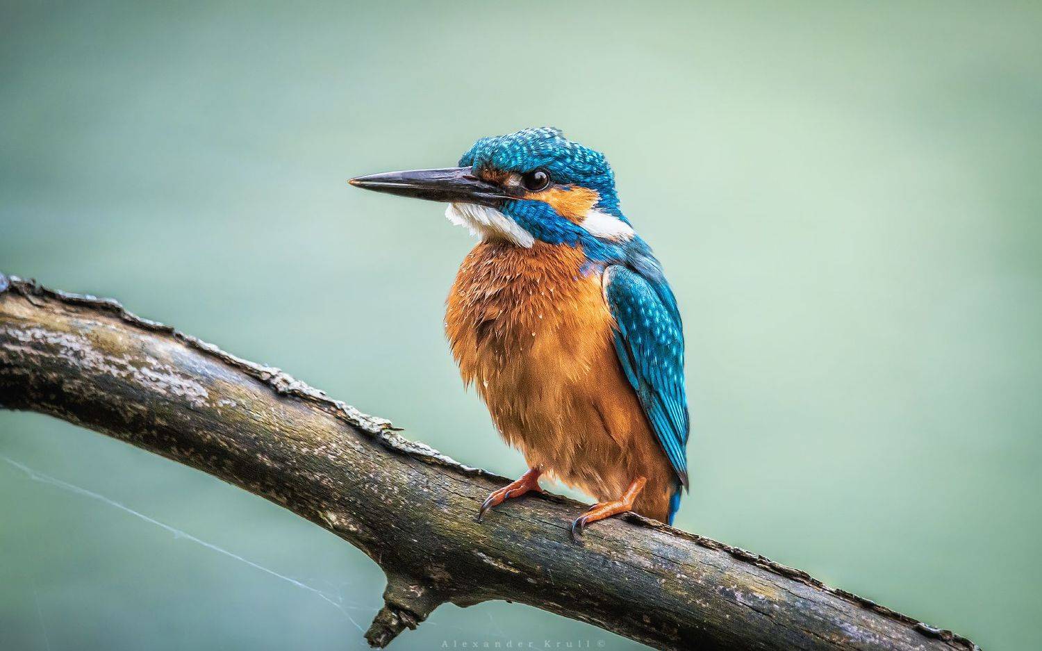 зимородок, Круль Александр