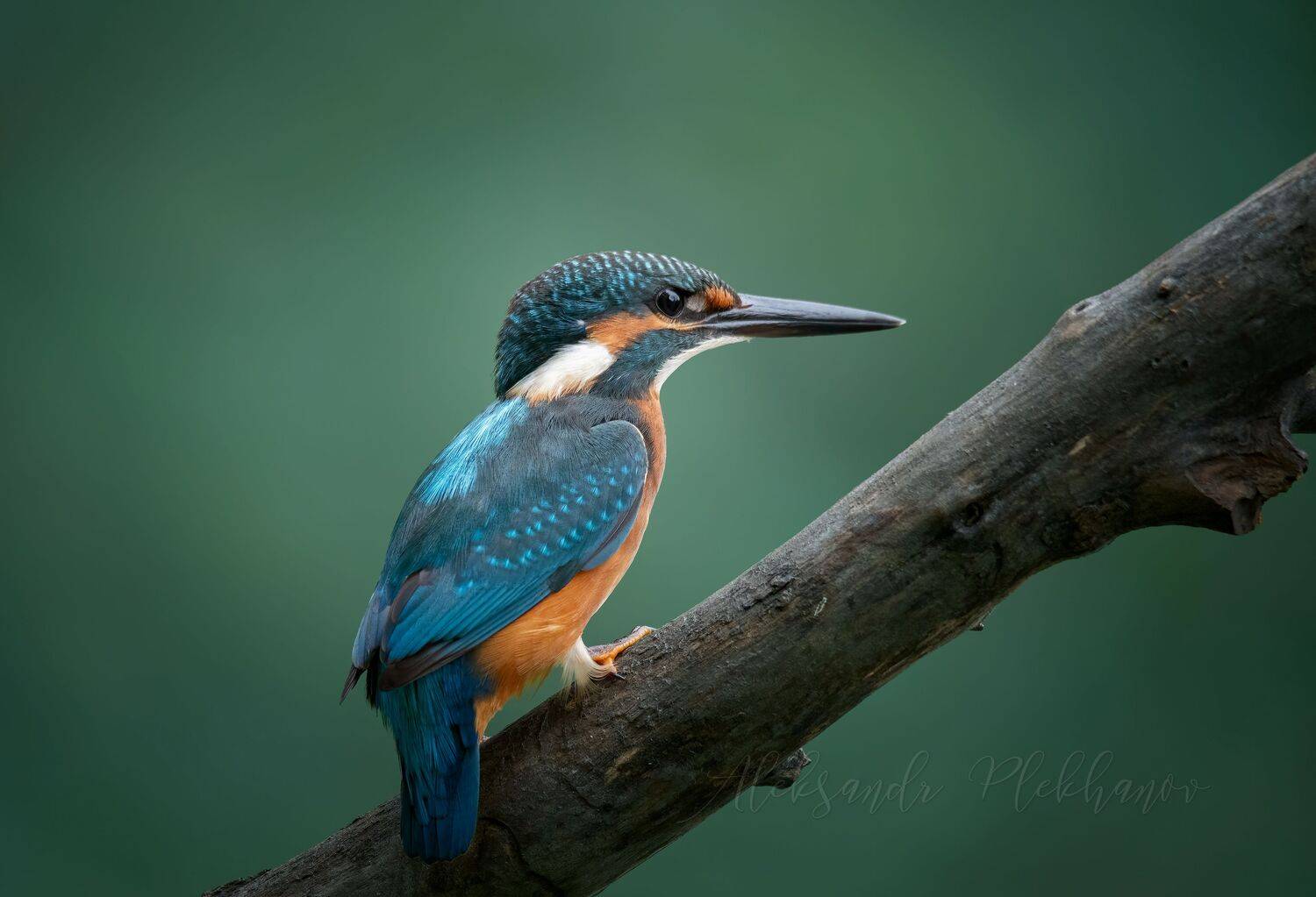 , Плеханов Александр