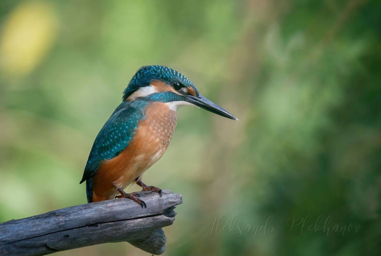 , Плеханов Александр