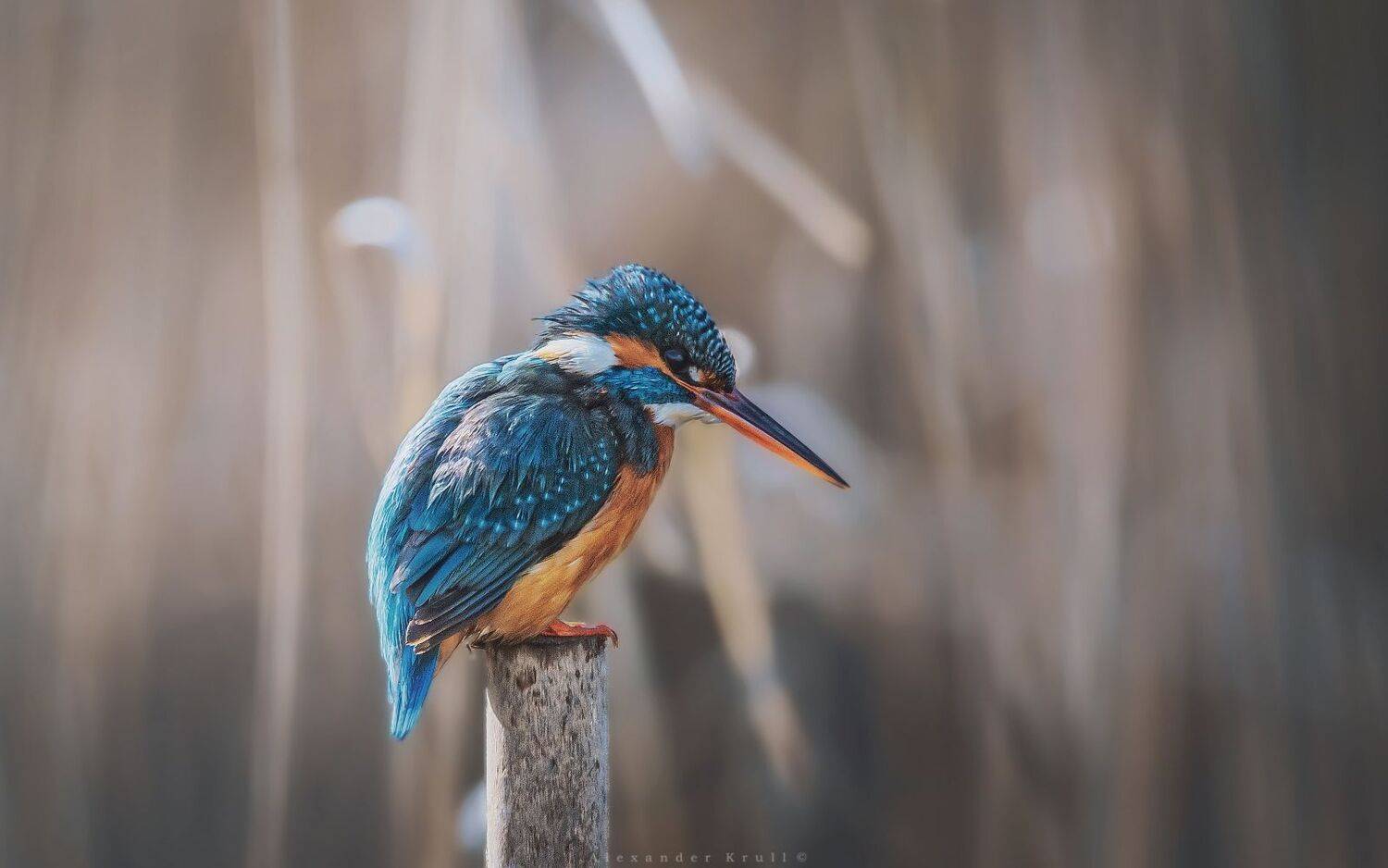 зимородок, Круль Александр