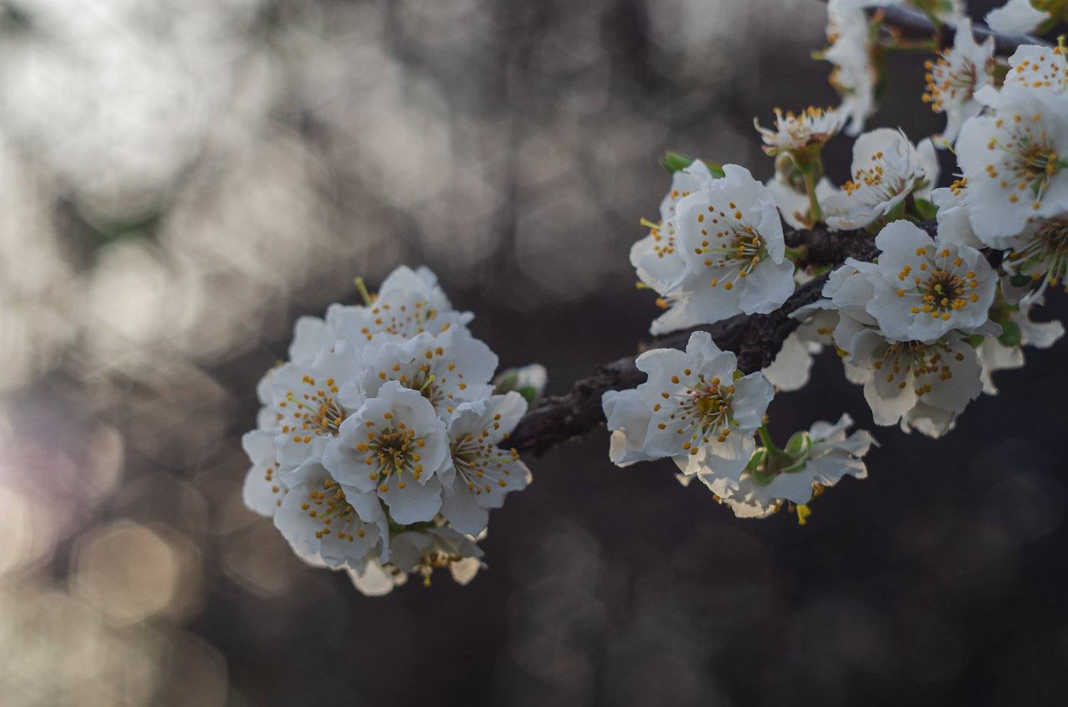Цветущая ветвь, цветы, весенние цветы, цветущее дерево, Shadow Anna