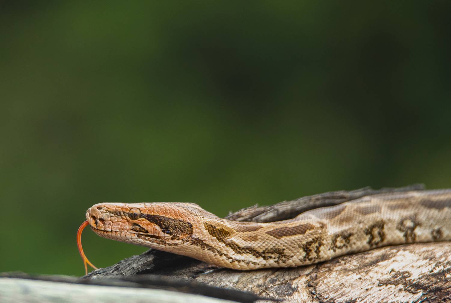 #birdphotography	 #birdsofinstagram	 #wildlifephotography	 #birds	 #naturephotography	 #bird	 #nature	 #wildlife	 #photography	 #birdwatching	 #natgeo	 #photooftheday	 #nikon	 #birding	 #naturelovers	 #canon	 #animals	 #birdlovers	 #travel	 #love	 #bestbi, Diganta Roy