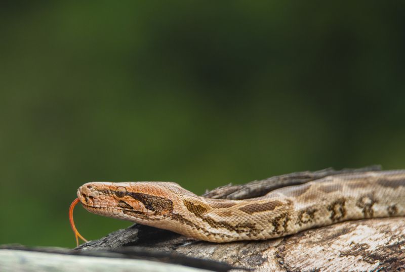 #birdphotography	 #birdsofinstagram	 #wildlifephotography	 #birds	 #naturephotography	 #bird	 #nature	 #wildlife	 #photography	 #birdwatching	 #natgeo	 #photooftheday	 #nikon	 #birding	 #naturelovers	 #canon	 #animals	 #birdlovers	 #travel	 #love	 #bestbi  фото превью