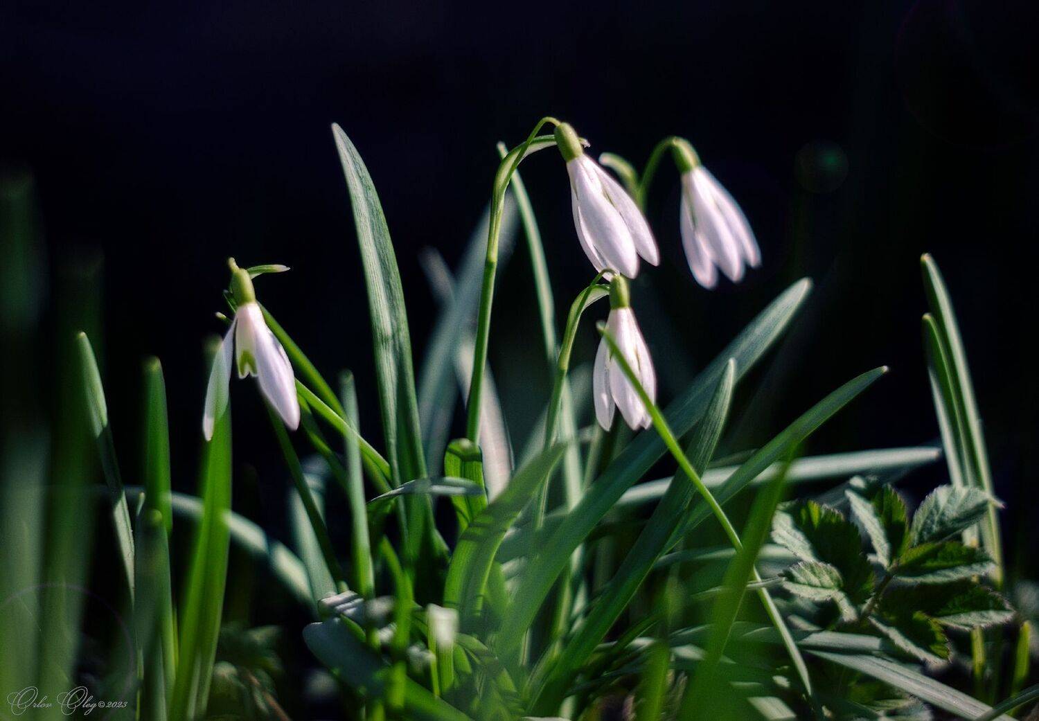 , Орлов Олег