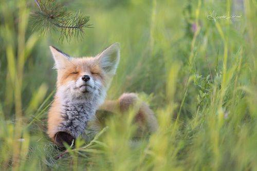 Летние наслаждения...