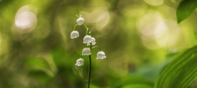 Один день в мире ландышей фото превью
