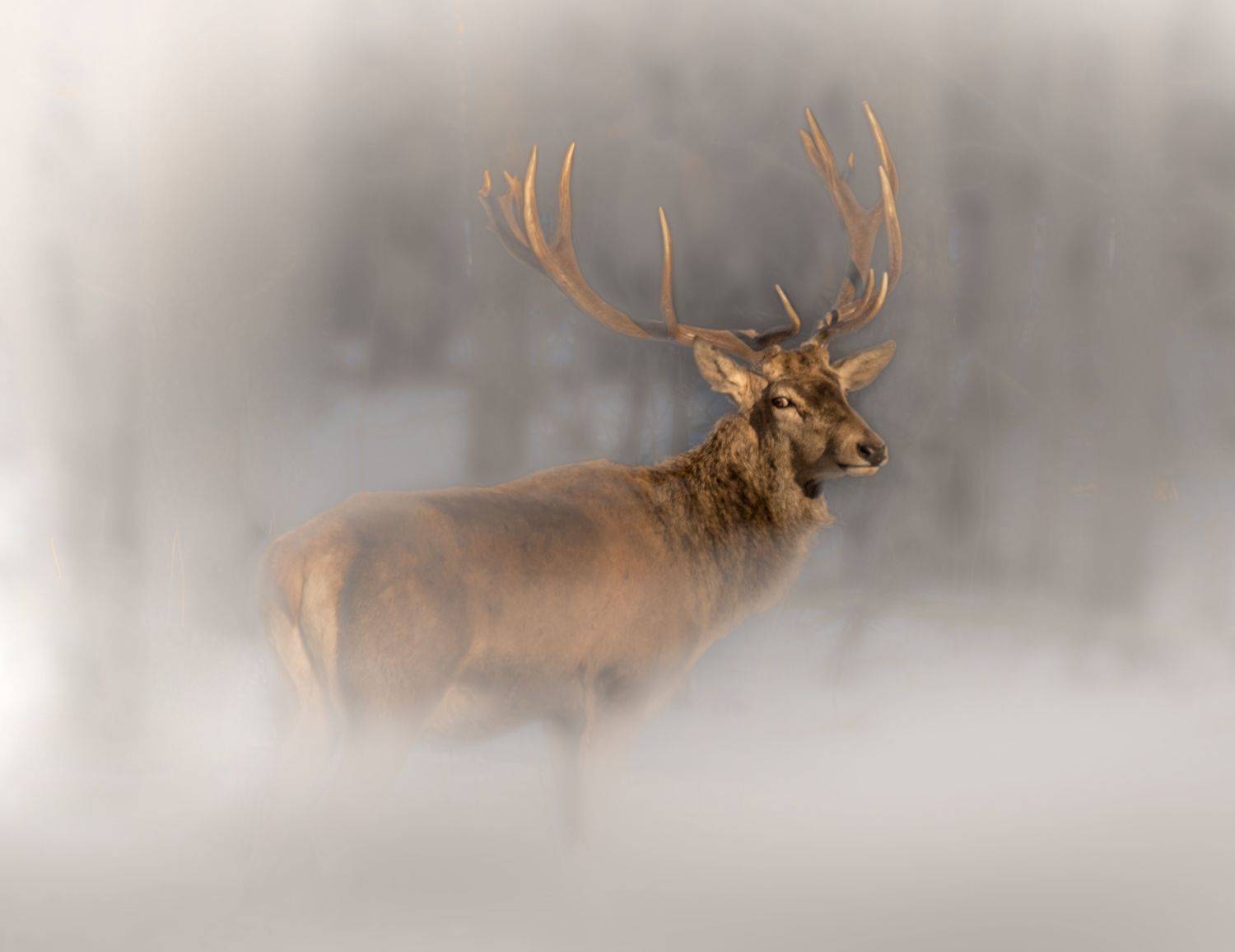 олень, фотоохота, красный бор, беларусь, photo hunting, krasny bor, belarus, нд, в лесах беларуси, туман, туманы, туманы нд, Демкина Надежда